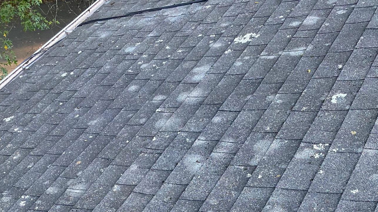 Bird Droppings on roof