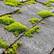 A close-up view of moss growing on a roof, illustrating the issue of moss growth on roofs.