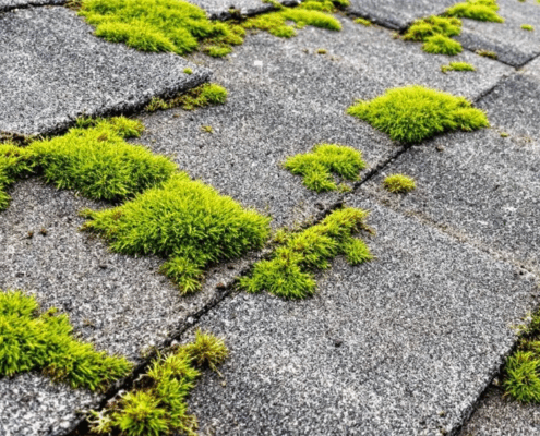A close-up view of moss growing on a roof, illustrating the issue of moss growth on roofs.